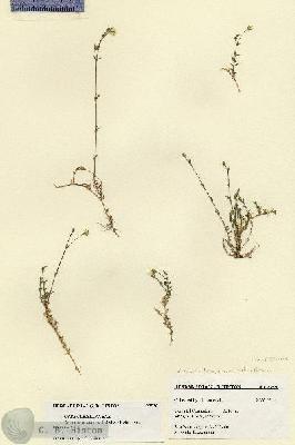 URN_catalog_HBHinton_herbarium_27530.jpg.jpg