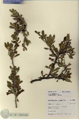 URN_catalog_HBHinton_herbarium_27550.jpg.jpg