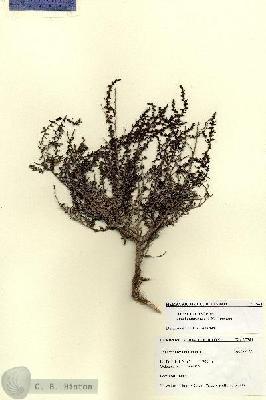 URN_catalog_HBHinton_herbarium_27564.jpg.jpg
