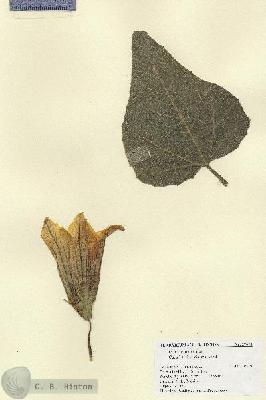 URN_catalog_HBHinton_herbarium_27572.jpg.jpg