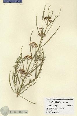URN_catalog_HBHinton_herbarium_27584.jpg.jpg