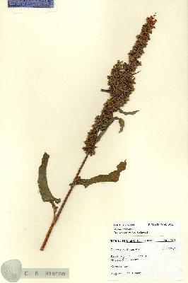 URN_catalog_HBHinton_herbarium_27603.jpg.jpg