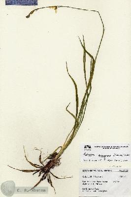URN_catalog_HBHinton_herbarium_27187.jpg.jpg