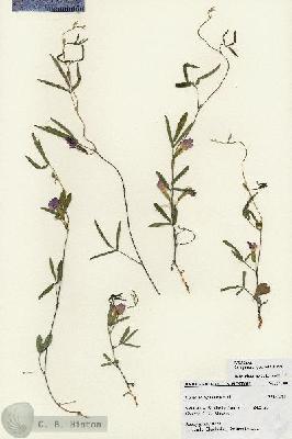 URN_catalog_HBHinton_herbarium_27188.jpg.jpg