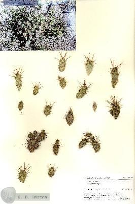 URN_catalog_HBHinton_herbarium_27145.jpg.jpg