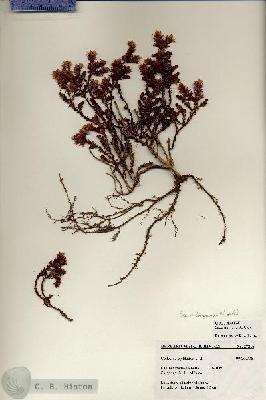 URN_catalog_HBHinton_herbarium_27215.jpg.jpg
