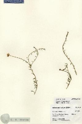 URN_catalog_HBHinton_herbarium_27193.jpg.jpg