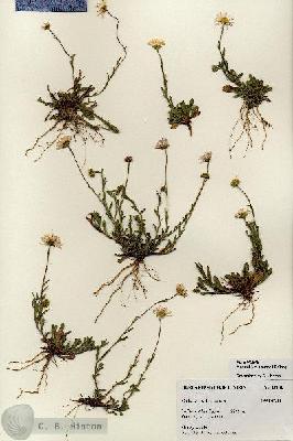 URN_catalog_HBHinton_herbarium_27182.jpg.jpg