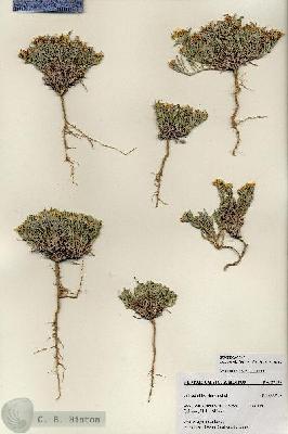 URN_catalog_HBHinton_herbarium_27196.jpg.jpg