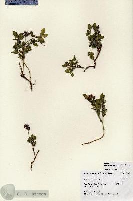 URN_catalog_HBHinton_herbarium_27185.jpg.jpg