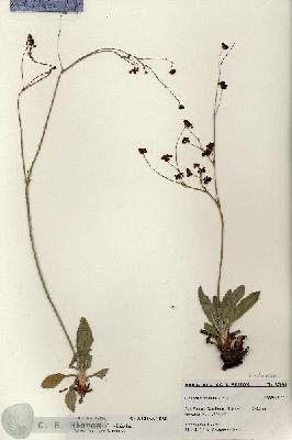 URN_catalog_HBHinton_herbarium_27186.jpg.jpg