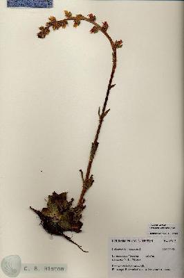 URN_catalog_HBHinton_herbarium_27217.jpg.jpg