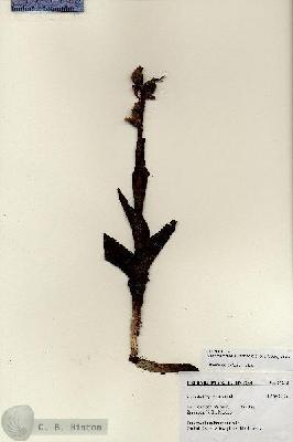 URN_catalog_HBHinton_herbarium_27218.jpg.jpg