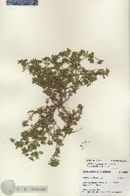 URN_catalog_HBHinton_herbarium_27202.jpg.jpg