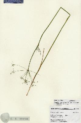 URN_catalog_HBHinton_herbarium_27219.jpg.jpg