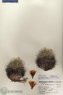 URN_catalog_HBHinton_herbarium_27208.jpg.jpg