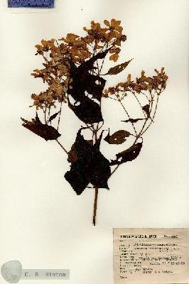 URN_catalog_HBHinton_herbarium_2721.jpg.jpg