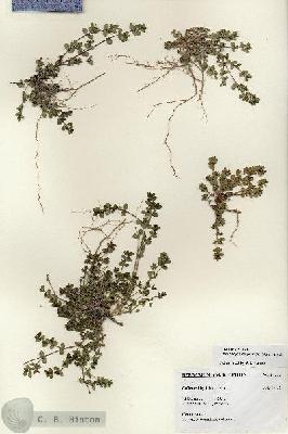 URN_catalog_HBHinton_herbarium_27212.jpg.jpg