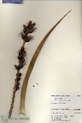 URN_catalog_HBHinton_herbarium_27347.jpg.jpg