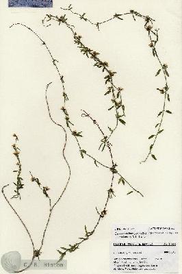 URN_catalog_HBHinton_herbarium_27364.jpg.jpg