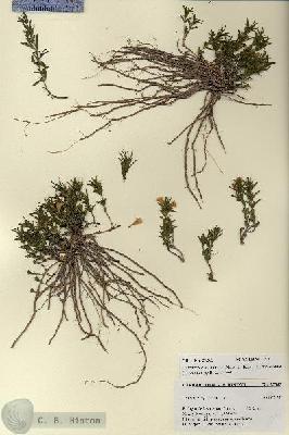 URN_catalog_HBHinton_herbarium_27365.jpg.jpg