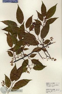 URN_catalog_HBHinton_herbarium_25298.jpg.jpg