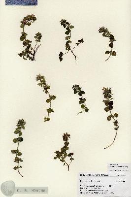 URN_catalog_HBHinton_herbarium_27228.jpg.jpg