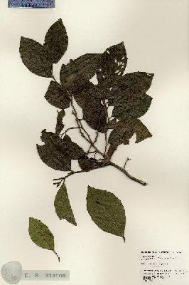 URN_catalog_HBHinton_herbarium_25191.jpg.jpg