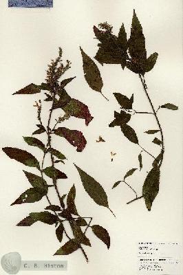 URN_catalog_HBHinton_herbarium_25192.jpg.jpg