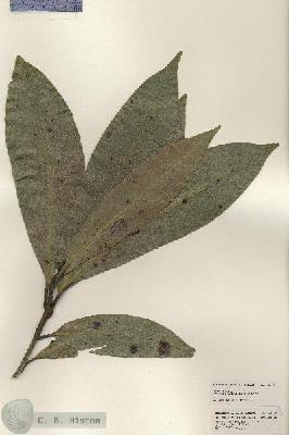 URN_catalog_HBHinton_herbarium_25208.jpg.jpg