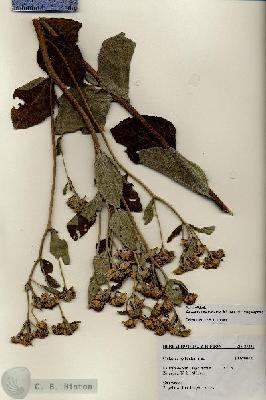 URN_catalog_HBHinton_herbarium_27231.jpg.jpg