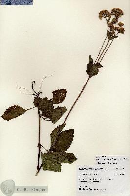 URN_catalog_HBHinton_herbarium_27235.jpg.jpg
