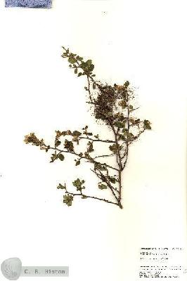 URN_catalog_HBHinton_herbarium_25295.jpg.jpg