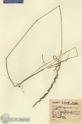 URN_catalog_HBHinton_herbarium_2684.jpg.jpg