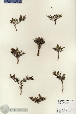 URN_catalog_HBHinton_herbarium_25895.jpg.jpg