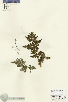 URN_catalog_HBHinton_herbarium_26842.jpg.jpg