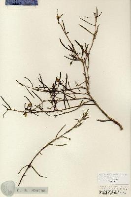 URN_catalog_HBHinton_herbarium_25697.jpg.jpg