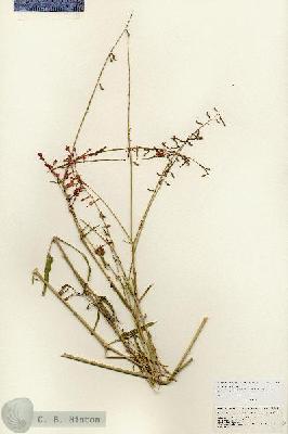 URN_catalog_HBHinton_herbarium_25701.jpg.jpg