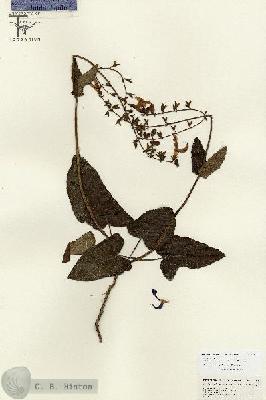 URN_catalog_HBHinton_herbarium_26844.jpg.jpg