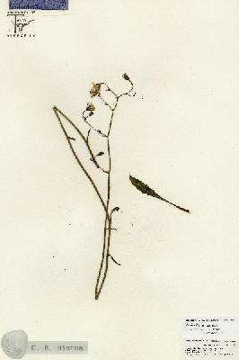 URN_catalog_HBHinton_herbarium_26833.jpg.jpg