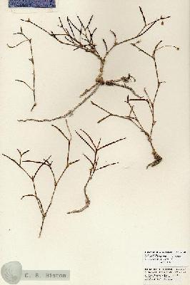 URN_catalog_HBHinton_herbarium_25725.jpg.jpg