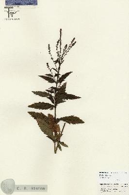 URN_catalog_HBHinton_herbarium_26845.jpg.jpg
