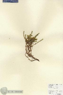 URN_catalog_HBHinton_herbarium_27003.jpg.jpg