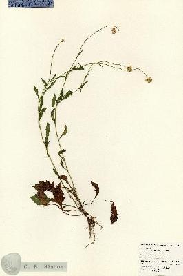 URN_catalog_HBHinton_herbarium_25252.jpg.jpg