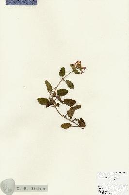 URN_catalog_HBHinton_herbarium_25913.jpg.jpg