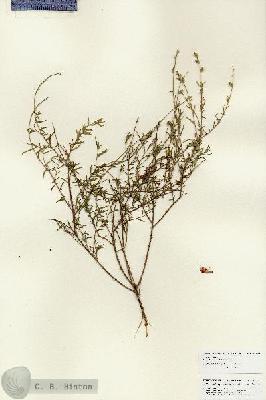 URN_catalog_HBHinton_herbarium_25916.jpg.jpg
