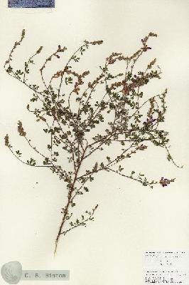 URN_catalog_HBHinton_herbarium_25917.jpg.jpg