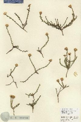 URN_catalog_HBHinton_herbarium_25991.jpg.jpg