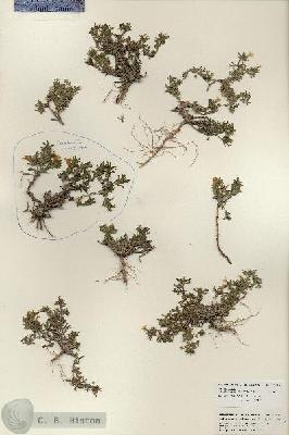 URN_catalog_HBHinton_herbarium_25345.jpg.jpg