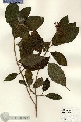 URN_catalog_HBHinton_herbarium_25307.jpg.jpg